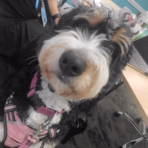 Coco Klinedinst, therapy dog for ViaMar Health
